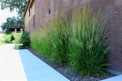 Karl Foerster Feather Reed Grass (Calamagrostis x acutiflora 'Karl Foe ...