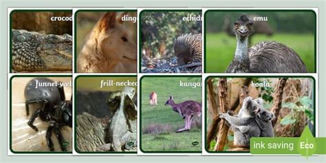 Images of Australian Animals | Photo Pack | Twinkl Resources