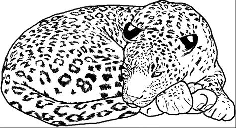 Leopard Coloring Pages at GetColorings.com | Free printable colorings ...