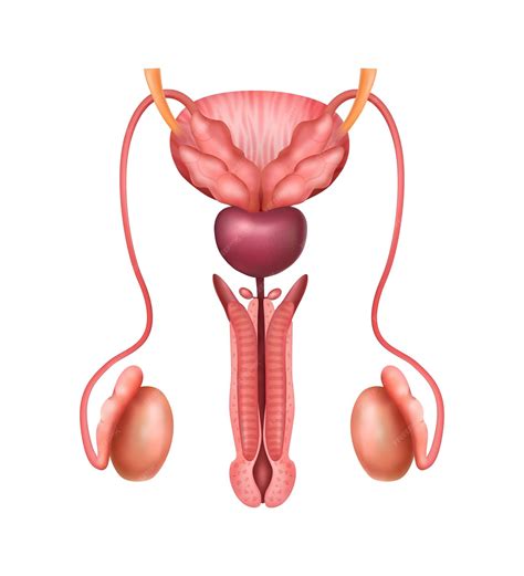 Image result for Male Reproductive System in Humans