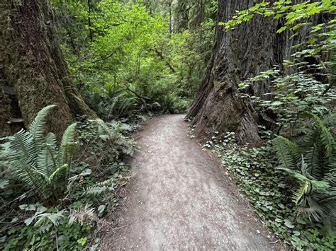 Hiking the Grove of the Titans Trail in Jedediah Smith Redwoods State ...