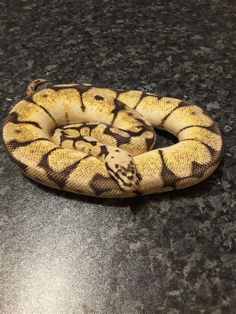 Pin by Aaron Johnson on Royal Python Morphs | Cute reptiles, Animals, Cute