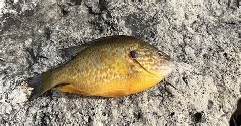 Lake Macatawa fish die-off due to viral hemorrhagic septicemia