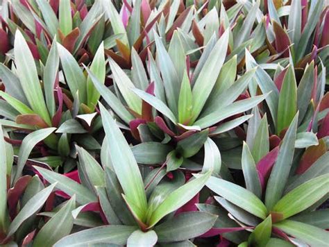 Rhoeo discolor – Gardenpro Store