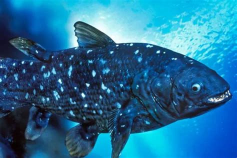 Image result for Extinct Fish