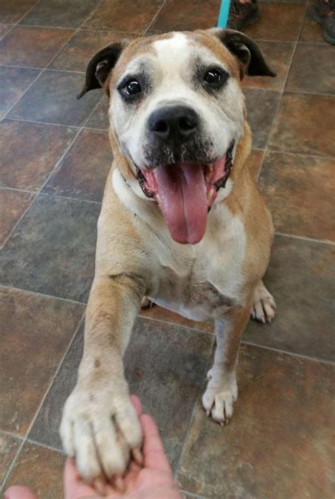 Image result for Boxer Mix Dogs