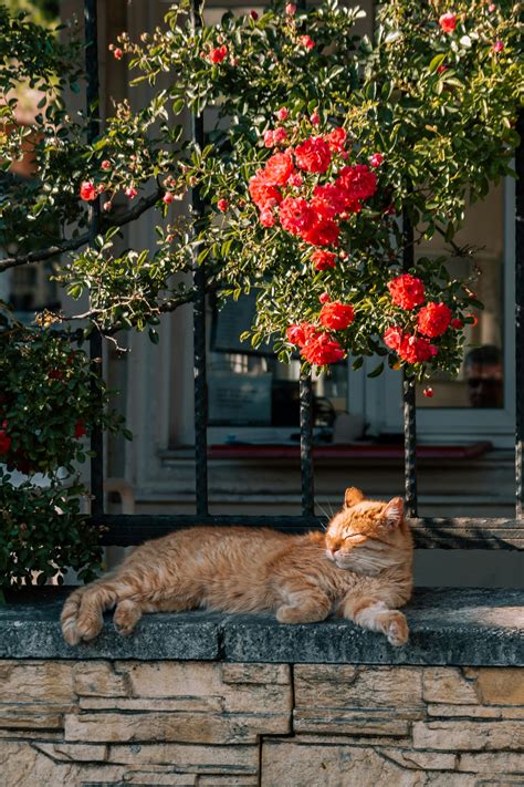 Cat With Rose Flower Photos, Download The BEST Free Cat With Rose ...