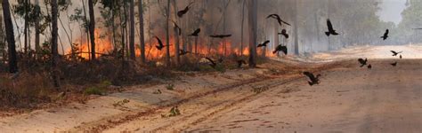 If There's a Fire Down Below, Do You See a Firehawk up Above? - The Wire