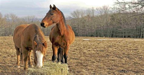 Hindustan Animal Feeds Blog