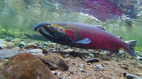 The salmon of North Creek — Oregon Coast TODAY