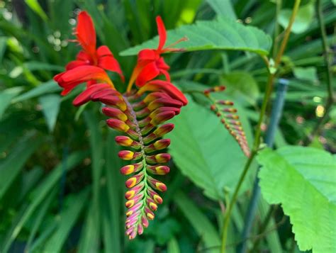Episode 74: Vibrant Later Blooming Perennials - Valley Nursery Inc.