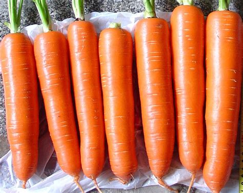 胡萝卜的历史起源及繁多的品种_栽培