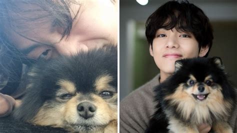 BTS V Military Service: BTS' V Misses Yeontan During Military Service ...