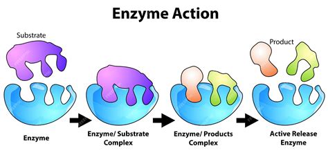 Image result for Enzyme Activity Lab Report Example