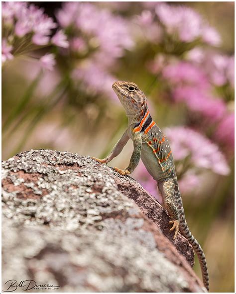 Image result for Eastern Collared Lizard
