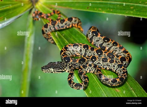 Amazon Tree Python 的图像结果