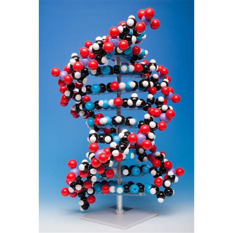 Image result for Create Model of DNA