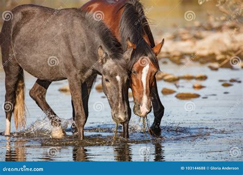 Two Wild Horses Eating Eel Grass Stock Photo - Image of salt, grass ...