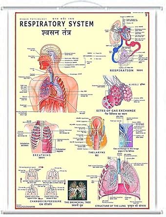 UNIQ Rollup Human Physiology RESPIRATORY SYSTEM Chart (100 x 74 cm ...