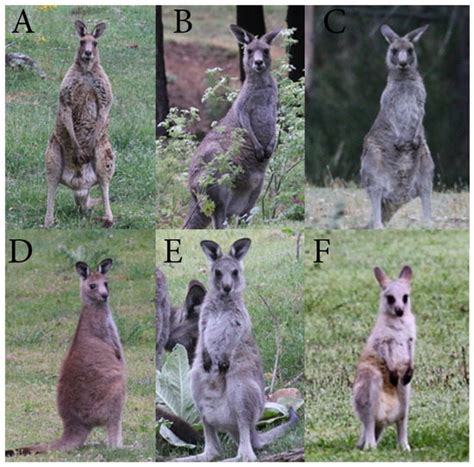 Animals | Special Issue : Behaviour and Management of Urban Wildlife