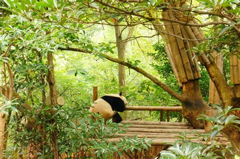 2018大熊猫繁育研究基地_旅游攻略_门票_地址_游记点评,成都旅游景点推荐 - 去哪儿攻略社区