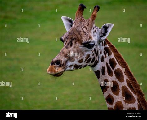 The giraffe is a large African hoofed mammal belonging to the genus Giraffa. Headshot of a smug ...