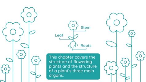 Basic Plant Structure 的图像结果