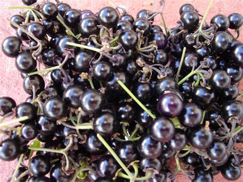 Growing Garden Huckleberry from Seed – Mary's Heirloom Seeds
