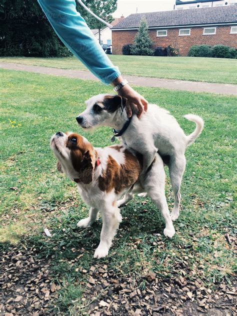 Dogs Mate Like Human 的图像结果