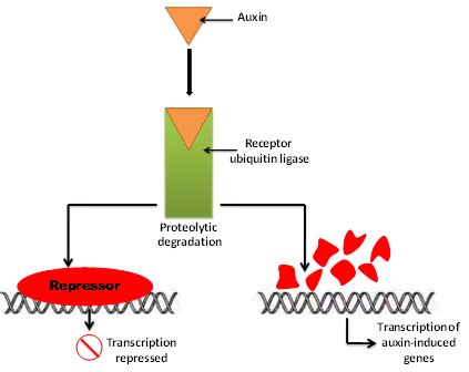 Figure 4: Auxin signaling