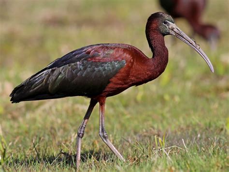 Glossy Ibis - eBird