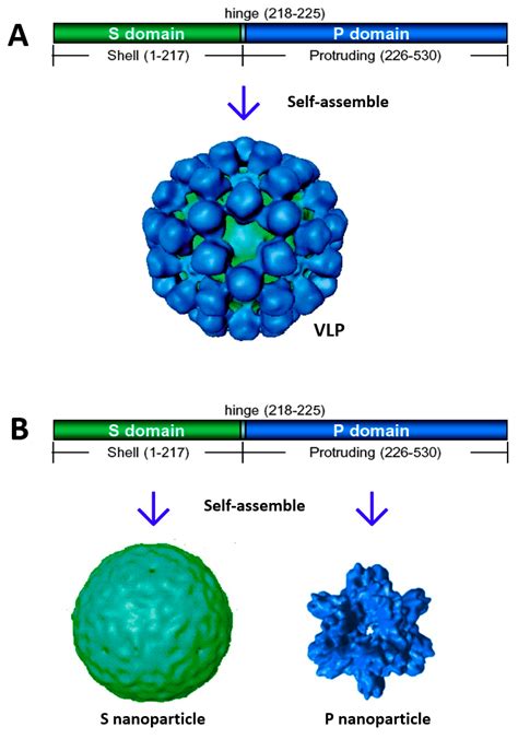 Norovirus - Norovirus on Cruise Ships | CLIA - Norovirus is a common cause of acute ... - how common is norovirus on cruise ships