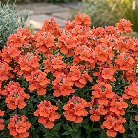 Trinity Sunset Twinspur Diascia - 4" Live Flowering Plant - Planted Places