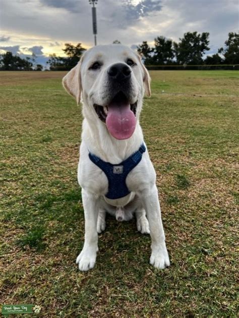 White English Labrador Retriever - Stud Dog in CA, the United States ...