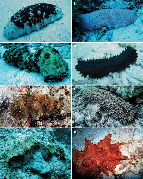 Phylum Echinodermata Sea Cucumber