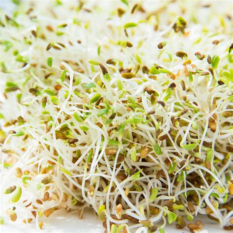 What Are the Benefits of Alfalfa Tonic?