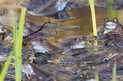 How Does Frogs Reproduce