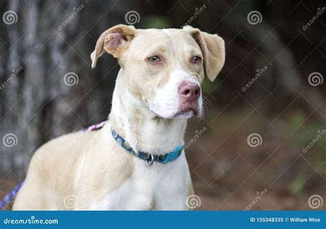 Labrador Pitbull Mix Breed Puppy Dog Adoption Photo Stock Image - Image ...