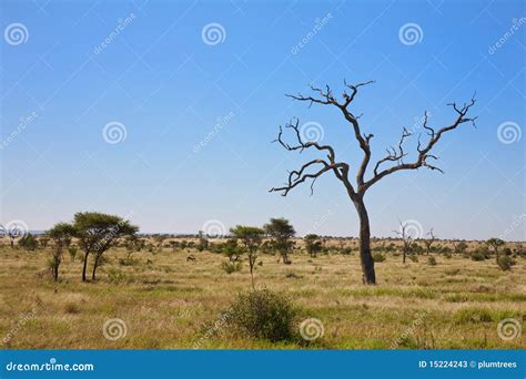 Savanna Bush Veld with Trees, South Africa Stock Image - Image of game ...