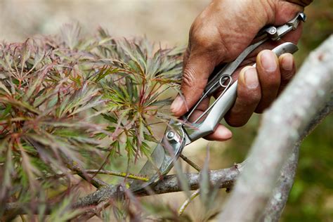 Image result for Pruning Japanese Maple Tree