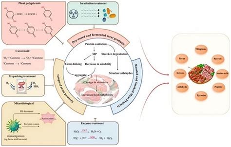 Research Progress on the Mechanism of the Impact of Myofibrillar ...
