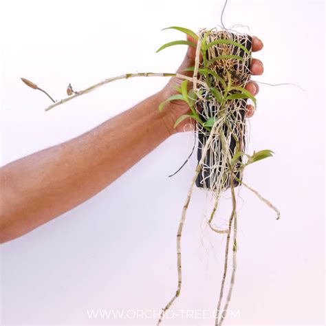 Buy Dendrobium Orchids Online India | Dendrobium Orchids | Orchid-tree ...