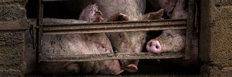 Hotel Companies - FOUR PAWS International - Animal Welfare Organisation