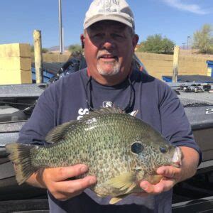 Shell Cracker Fish | Everything You Need To Know • Panfish Nation
