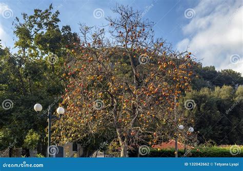 Ripening Persimmon Hanging on a Branch Stock Photo - Image of growth ...