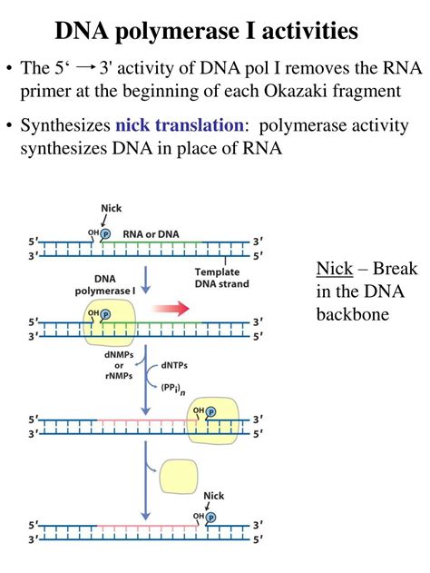 PPT - Chapter 25 DNA Metabolism Replication, Repair and Recombination ...
