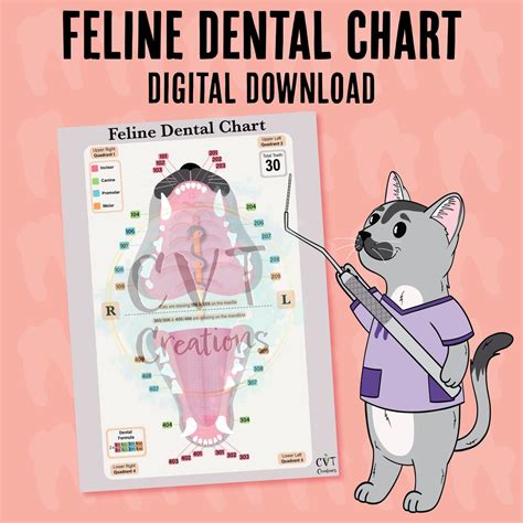 Feline Dental Chart digital Download - Etsy