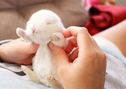 Image result for Baby Rabbits Being Born