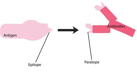 Antigen Antibody Reaction Types: Definitions & Key Examples