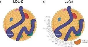 Lepodisiran Significantly Lowers Lipoprotein(a) Levels, reveals research